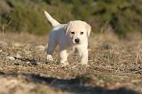LABRADOR 674